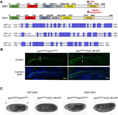 The Arf-GEF GBF1 undergoes multi-domain structural shifts to activate Arf at the Golgi